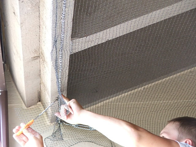 Allstate Animal COntrol technician installing bird netting